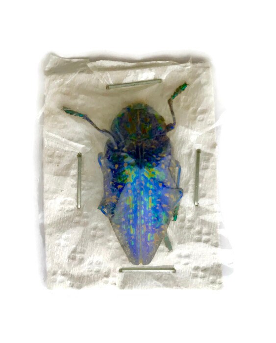 Jewel Beetle Polybothris sumptuosa gema Real Insect Taxidermy