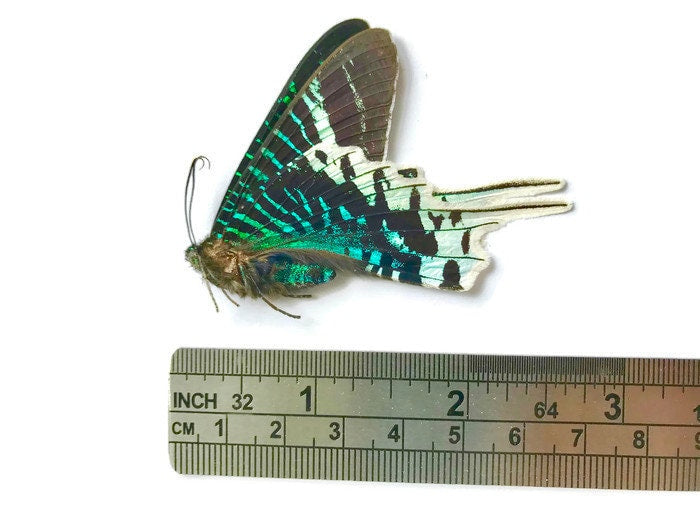 Green-banded Urania Moth Urania leilus Real Insect Taxidermy Spread or Folded