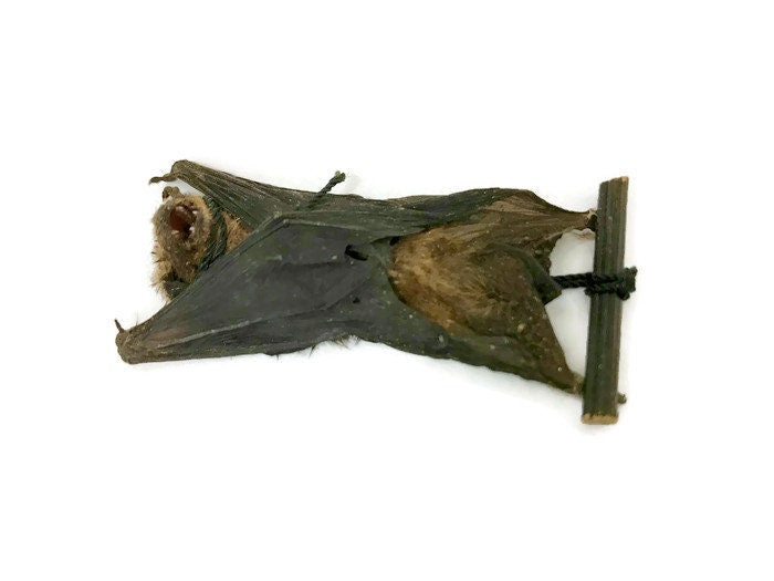 Kuhl's Pipistrelle Bat Pipistrellus kuhlii hanging Real Preserved Taxidermy Specimen
