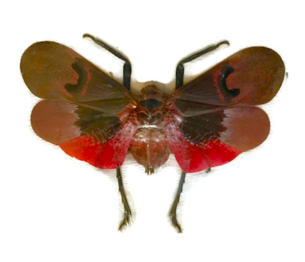 Lanternfly Lanthorn Fly Scamandra collaris Real Insect Spread