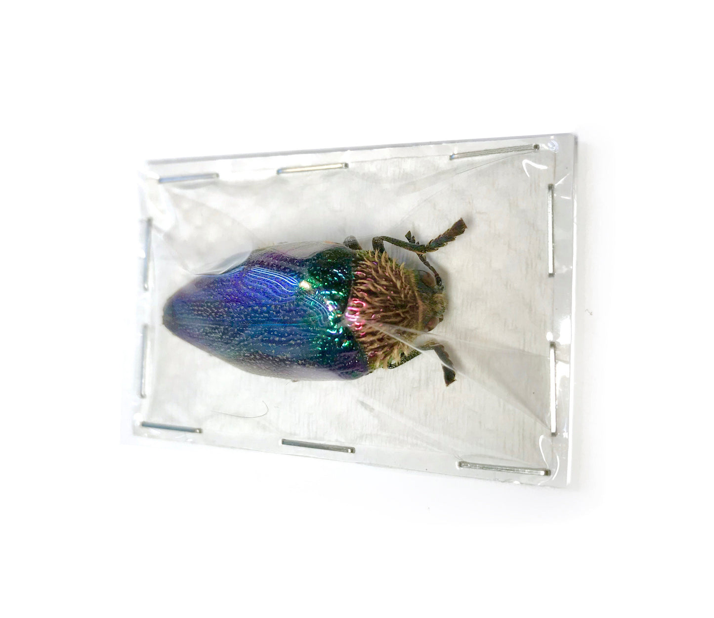 Jewel Beetle Sternocera pulchra fischeri Real Insect Iridescent Metallic Taxidermy