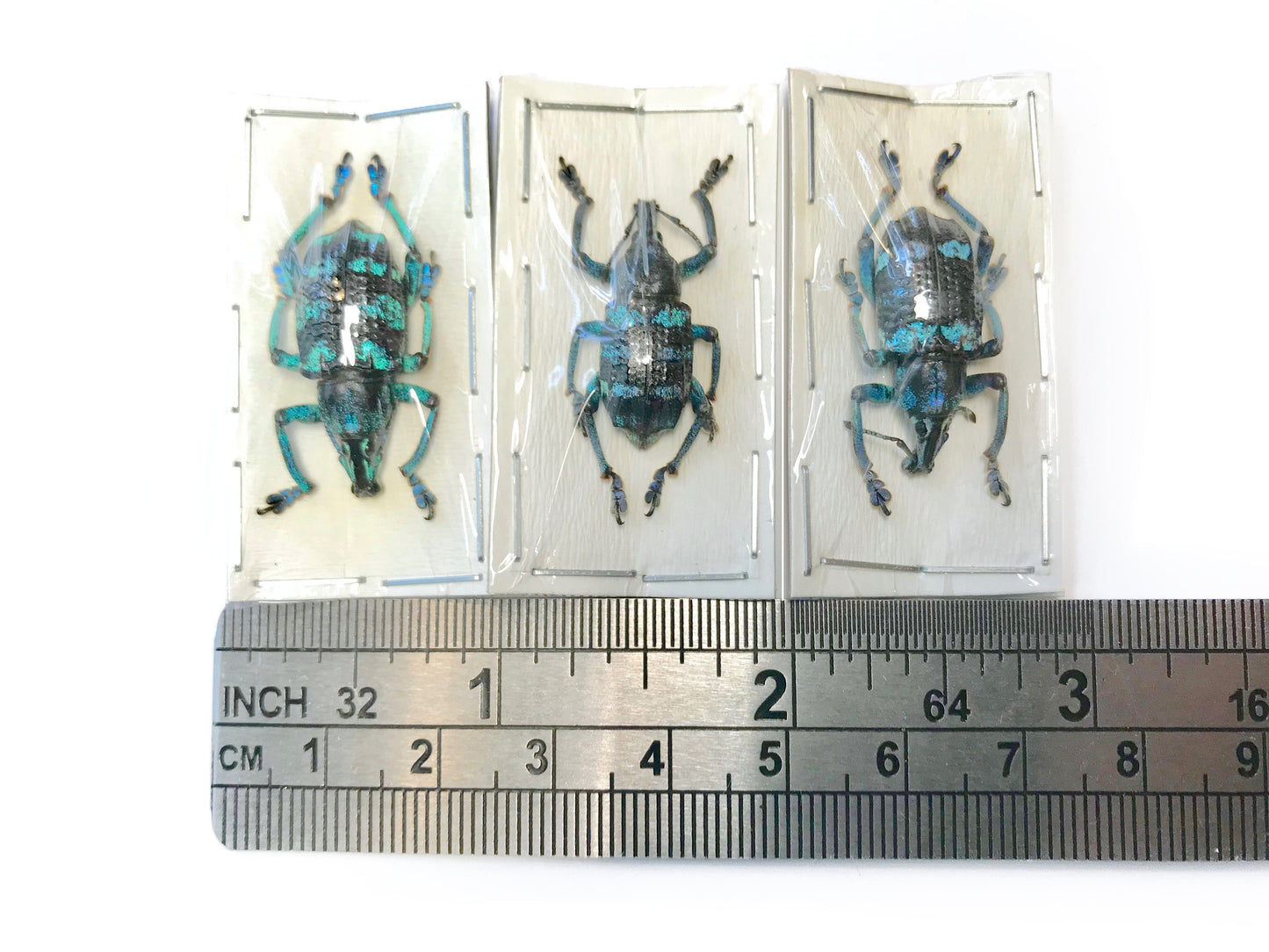Weevil Beetle Eupholus linnei Real Insect Taxidermy