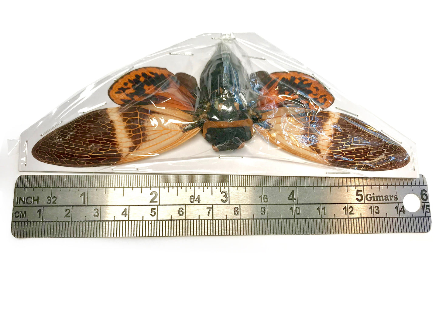 Cicada Angamiana floridula Spread Real Insect Taxidermy