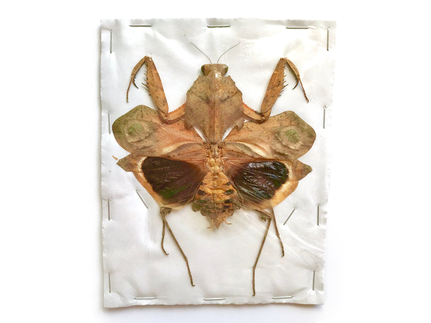 Giant Dead Leaf Mantis Deroplatys desiccata Female Spread Real Insect Taxidermy