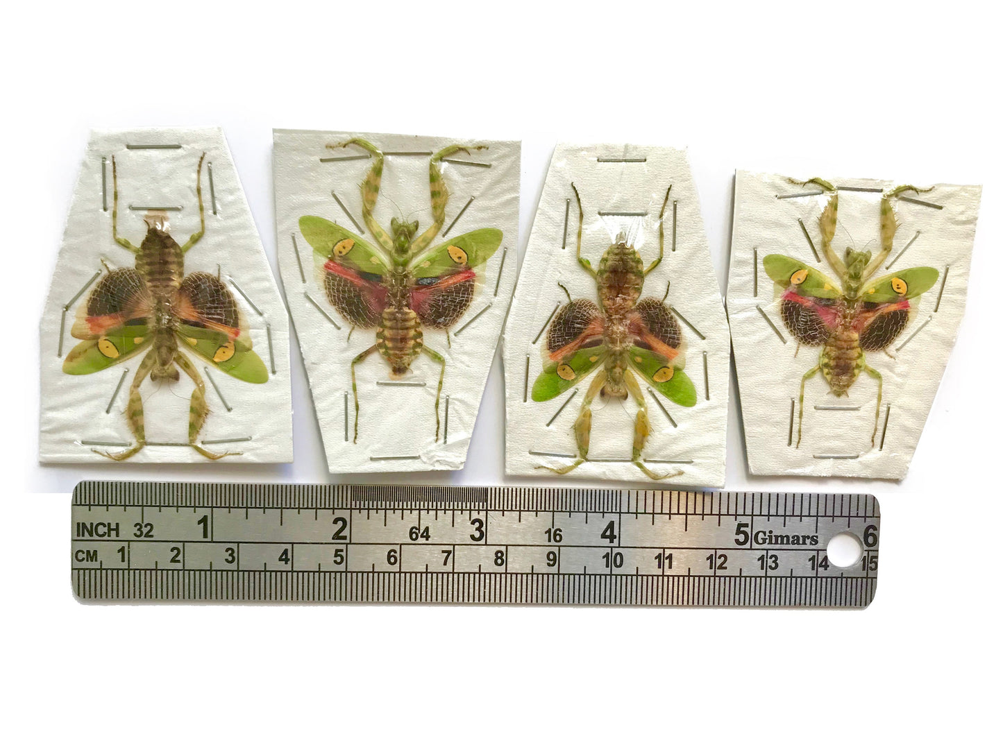 Jeweled Flower Mantis Creobroter gemmatus Female Spread Real Insect Taxidermy
