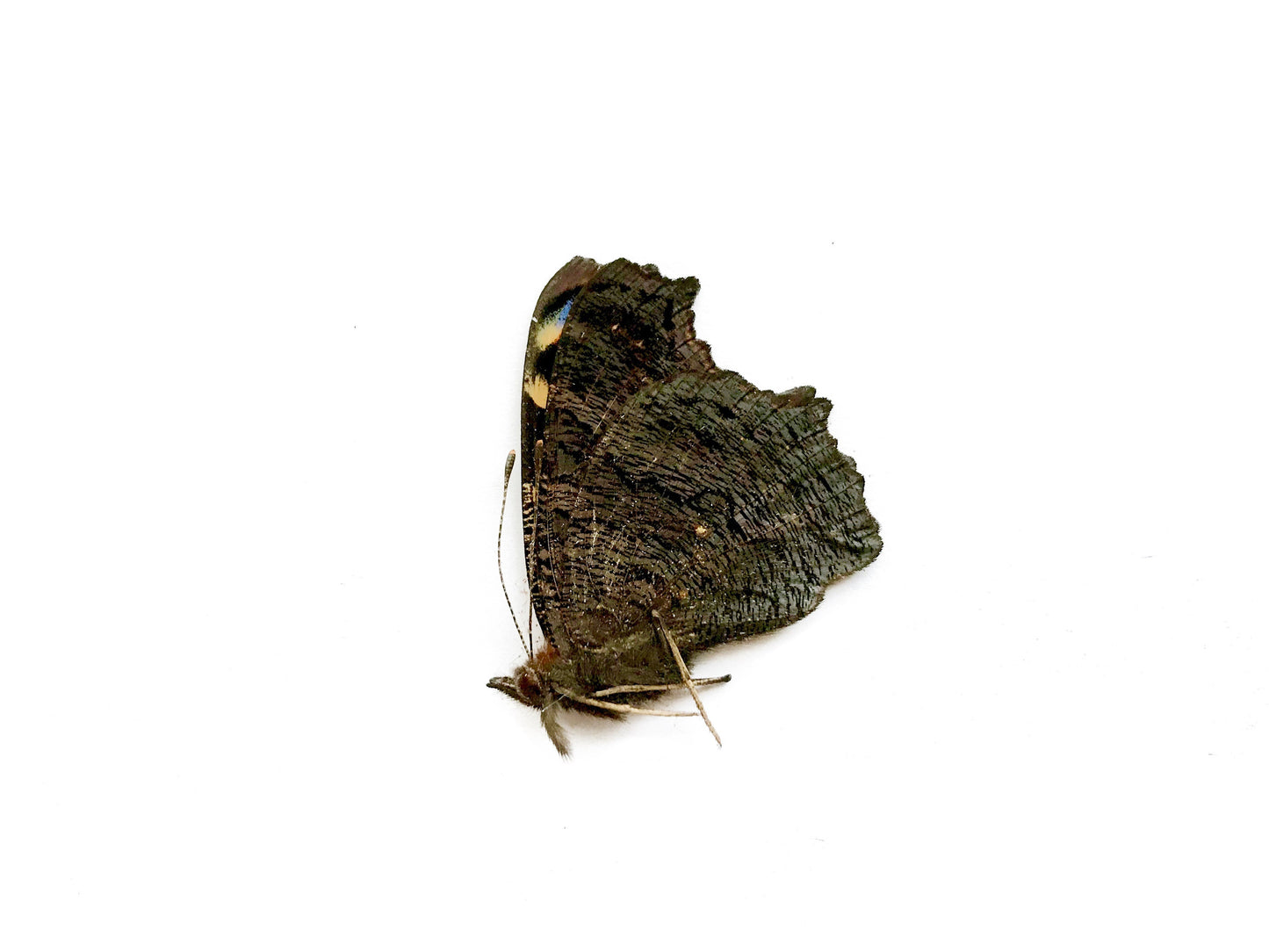 Peacock Butterfly Inachis io Male Folded Real Insect Taxidermy