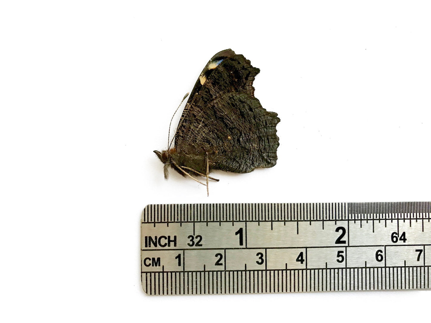 Peacock Butterfly Inachis io Male Folded Real Insect Taxidermy