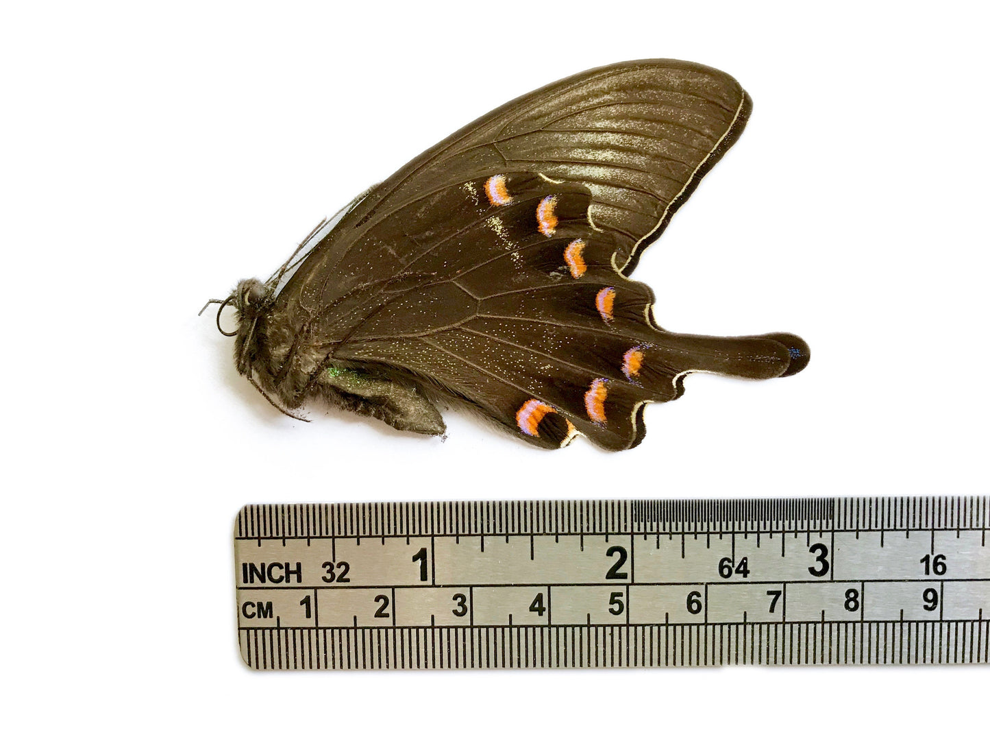 Alpine Black Swallowtail Papilio maackii maackii Summer Form Male Spread or Folded Real Insect Taxidermy