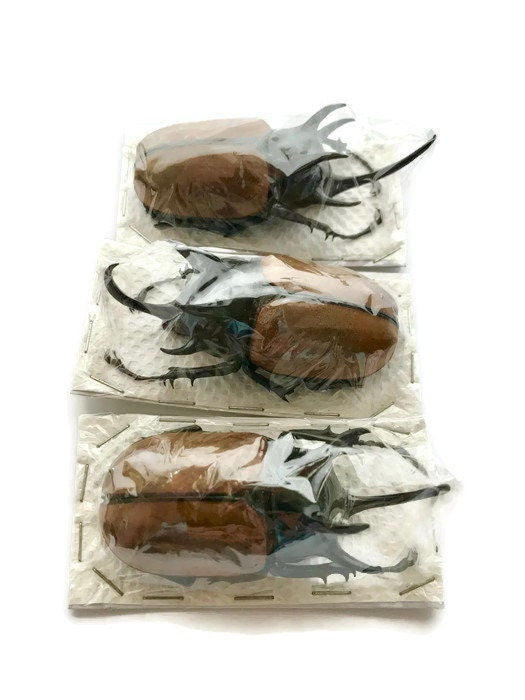 Five-Horned Rhinoceros Beetle Eupatorus gracilicornis Male Real Insect