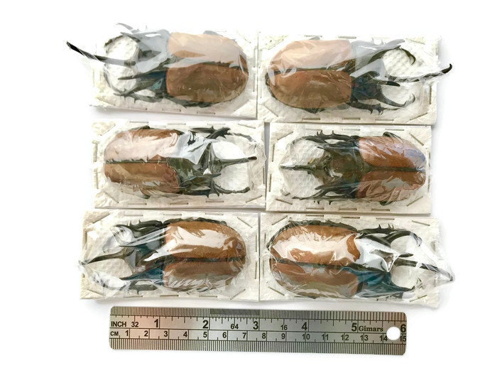 Five-Horned Rhinoceros Beetle Eupatorus gracilicornis Male Real Insect