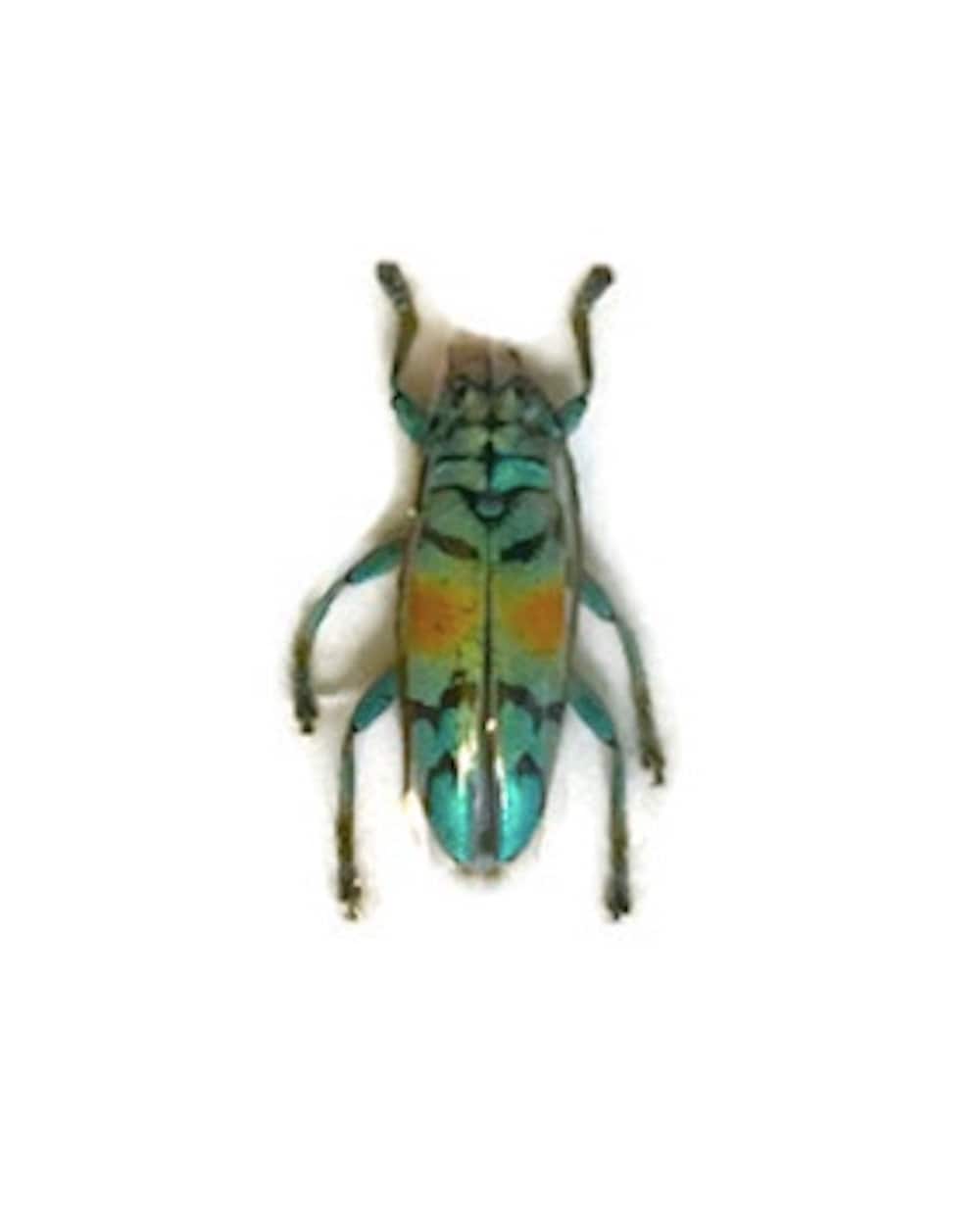 Longhorn Beetle Tmesisternus rafaelae Real Insect Metallic Gold Green A2 Condition