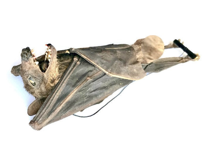 Leschenault's Rousette Fruit Bat Rousettus leschenaulti Hanging Real Preserved Taxidermy