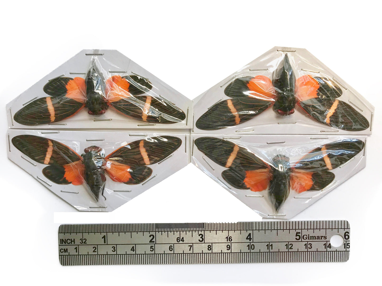 Cicada Tosena paviei Spread Real Insect Taxidermy