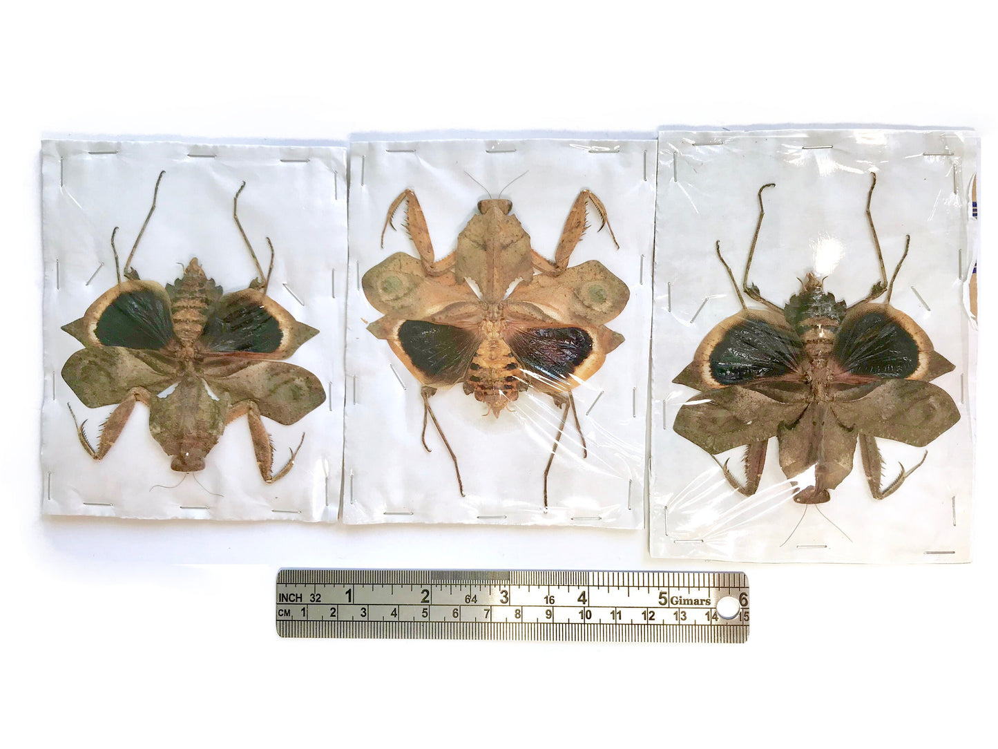 Giant Dead Leaf Mantis Deroplatys desiccata Female Spread Real Insect Taxidermy