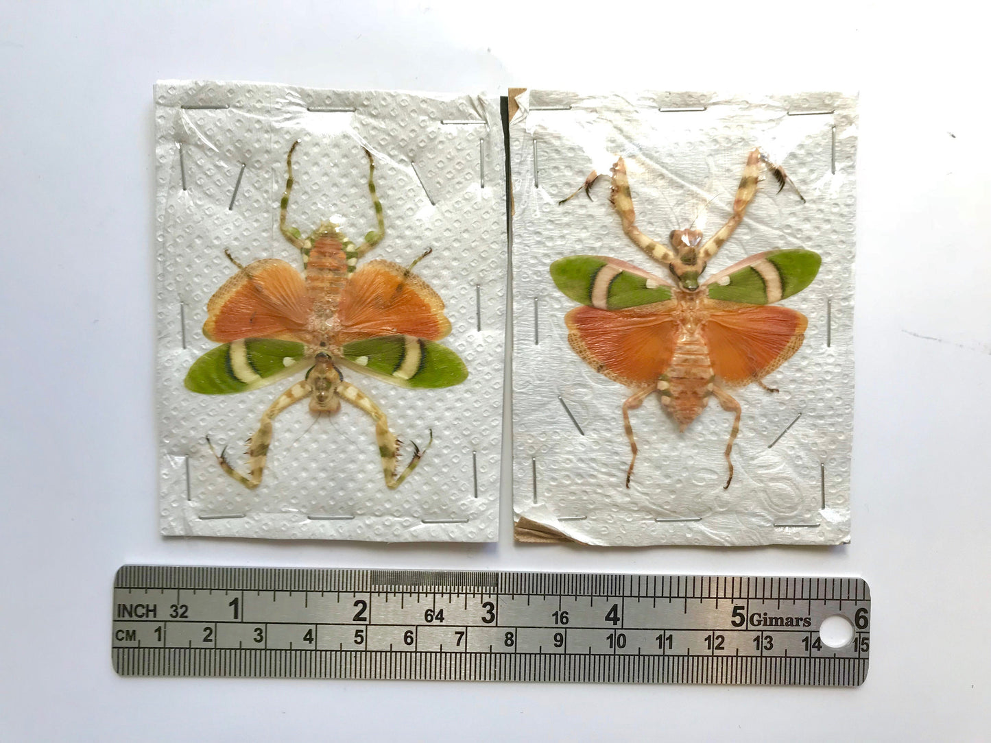 Banded Flower Mantis Theopropus elegans Female Spread Real Insect Taxidermy