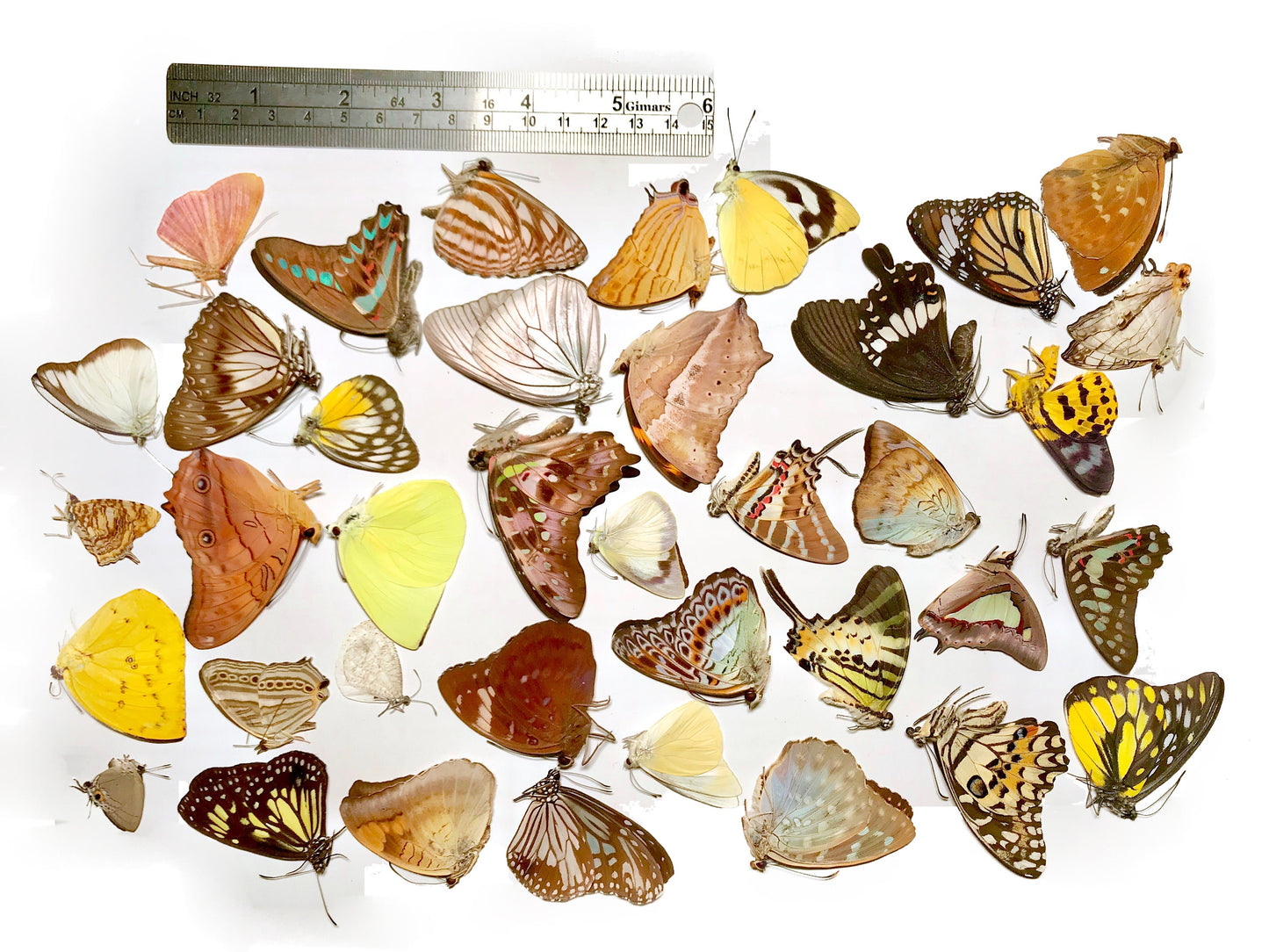 50 Butterfly and Moth Mixed Wholesale Lot Real Insect Taxidermy Folded Unmounted