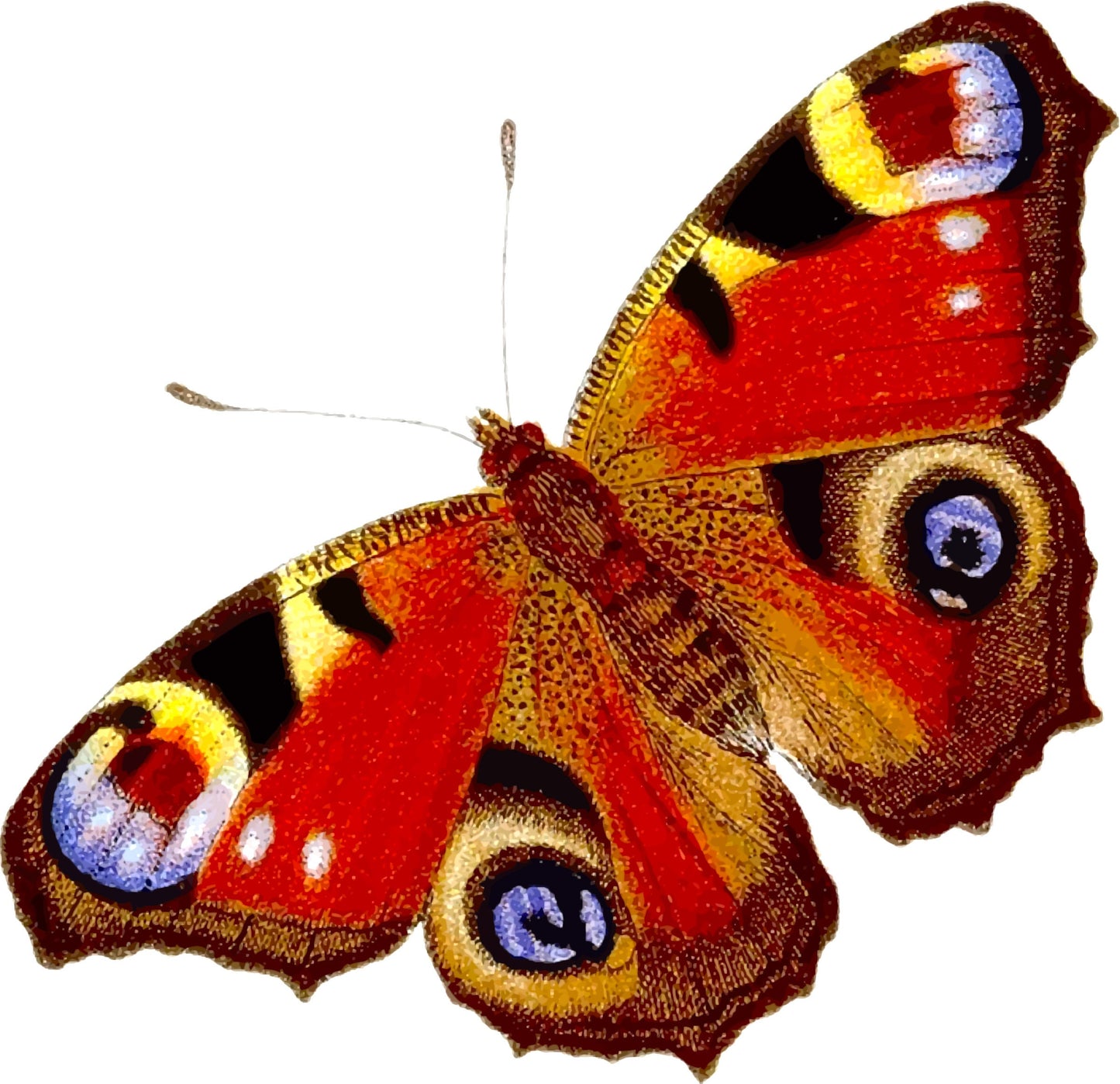 Peacock Butterfly Inachis io Male Folded Real Insect Taxidermy