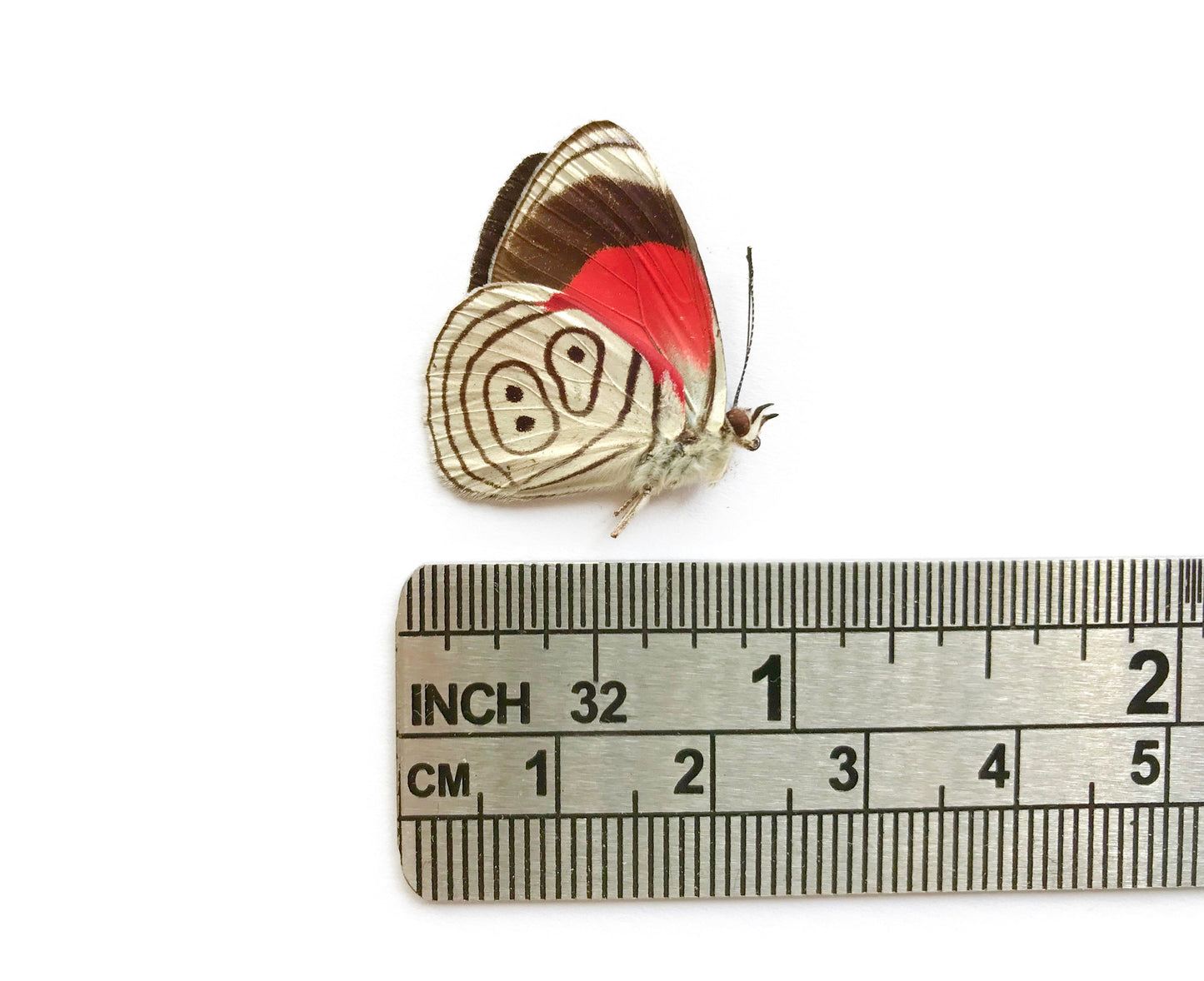 Cramer's 88 Butterfly Diaethria clymena Folded Real Insect Taxidermy