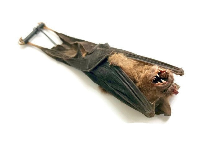 Bicolored Leaf-Nosed or Roundleaf Bat Hipposideros bicolor Hanging Real Preserved Taxidermy Specimen
