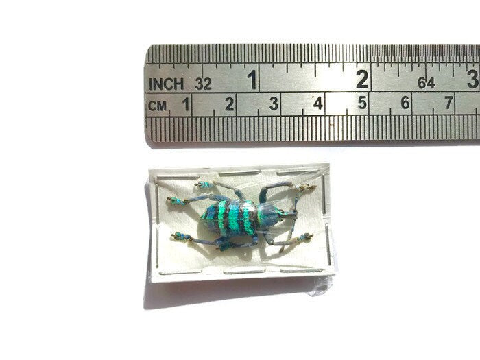 Weevil Beetle Eupholus magnificus Real Insect Taxidermy