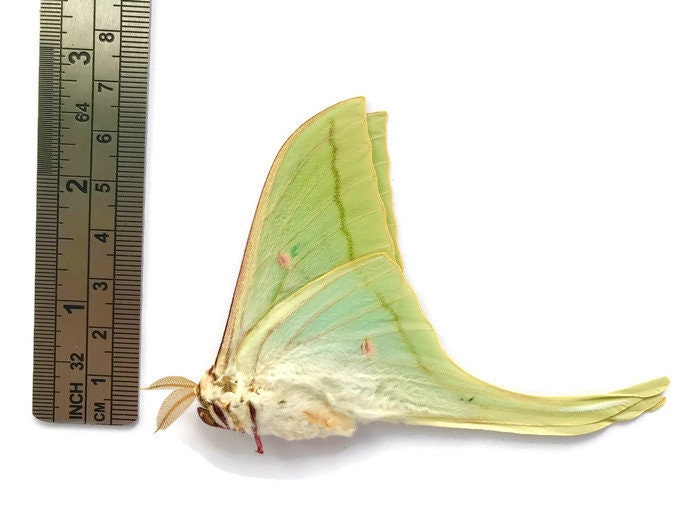 Chinese Moon or Luna Moth Actias selene ningpoana Male Folded Real Insect