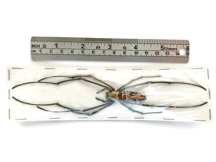 Giant Wood Spider Nephila maculata Real Preserved Taxidermy Arachnid Taxidermy 10 Pack or Single