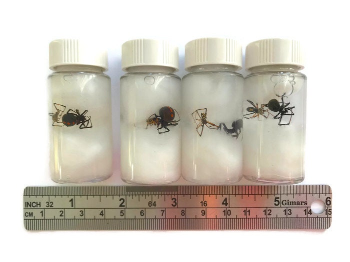 Southern Black Widow Spider Latrodectus mactans Male and Female Pair Real Preserved Wet Specimen Taxidermy Arachnid Taxidermy