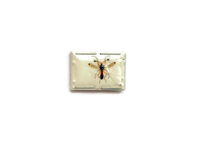 Stalk-eyed Fly Diopsidae sp 4 Spread Male Real Insect Taxidermy