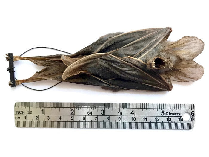 Lesser False Vampire Bat or Asian Ghost Bat Megaderma spasma Hanging Real Preserved Taxidermy Specimen * A2 Condition *