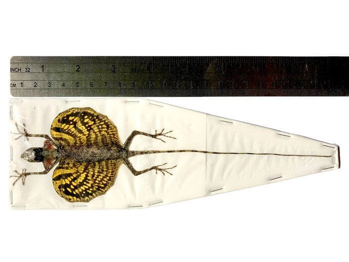 Flying Lizard Draco haematopogon Spread Yellow Female Real Preserved Taxidermy Specimen