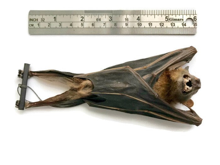 Greater Short-Nosed Fruit Bat Cynopterus sphinx Hanging Real Preserved Taxidermy 10 Pack or Single