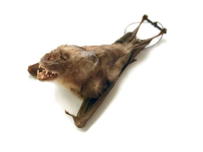 Bicolored Leaf-Nosed or Roundleaf Bat Hipposideros bicolor Hanging Back Real Preserved Taxidermy Specimen