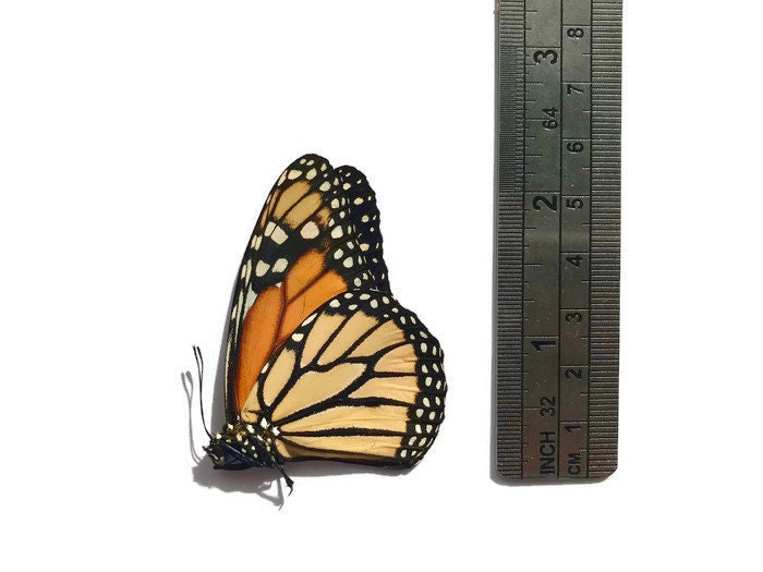 Monarch Butterfly Danaus plexippus Spread or Folded Real Insect Taxidermy