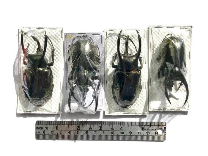 Atlas Beetle Chalcosoma atlas keyboh Male Real Insect Taxidermy