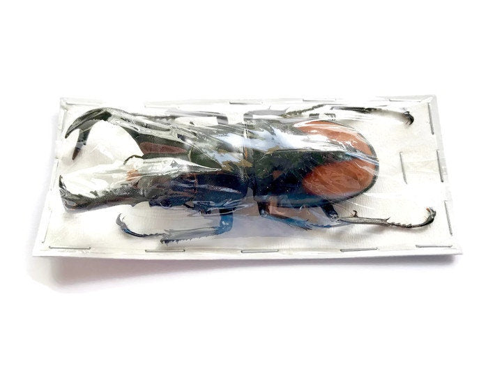 Fighting Giant Stag Beetle Hexarthrius parryi paradoxus Male Real Insect Taxidermy