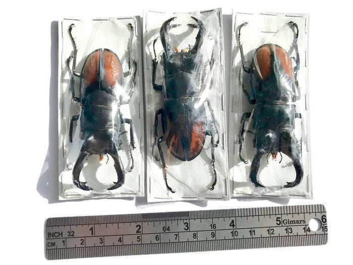 Fighting Giant Stag Beetle Hexarthrius parryi paradoxus Male Real Insect Taxidermy