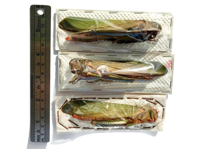Purple-Winged Locust or Grasshopper Titanacris albipes Spread or Closed Real Insect Taxidermy