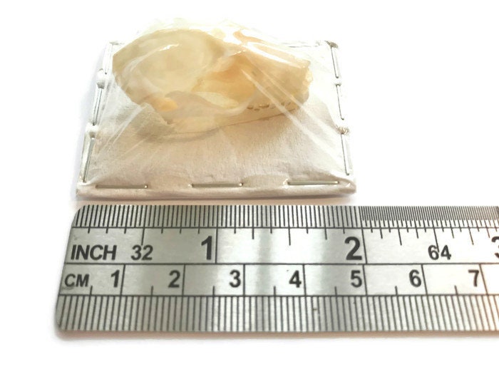 Greater Short-Nosed Fruit Bat Cynopterus sphinx Skull Real Preserved Taxidermy 10 Pack or Single