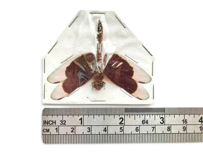 Painted Grasshawk Dragonfly Neurothemis stigmatizans Spread Real Taxidermy Insect A2 Condition