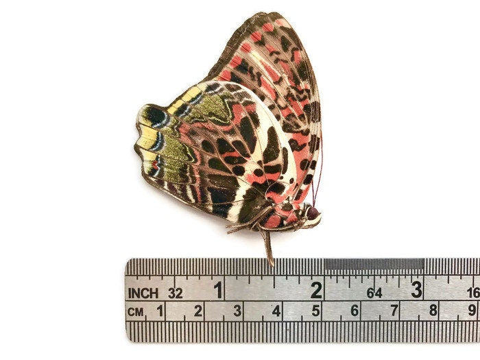 Glorious Begum Butterfly Agatasa calydonia calydonia Folded Real Insect Taxidermy