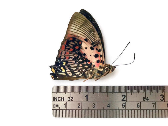 Shining Red Charaxes Butterfly Charaxes zingha Folded Real Insect Taxidermy