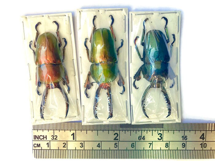 Sawtooth Stag Beetle Lamprima adolphinae Male Real Insect