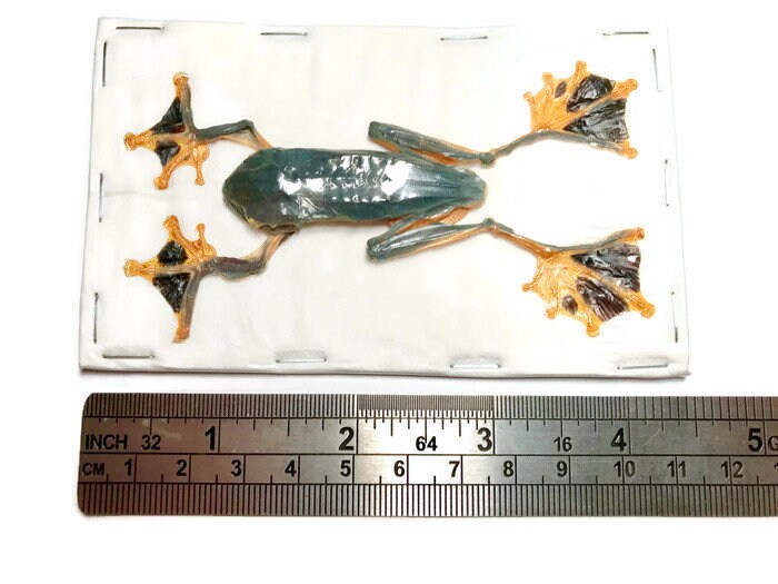 Green Flying or Reinwardt's Tree Frog Rhacophorus reinwardtii Spread Male Real Preserved Taxidermy Specimen * A- Condition *