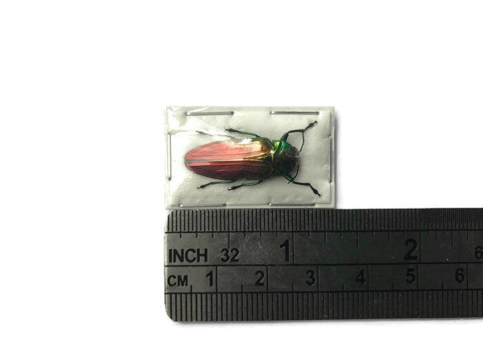 Tricolor Metallic Wood-boring Beetle Belionota sumptuosa Real Insect Taxidermy