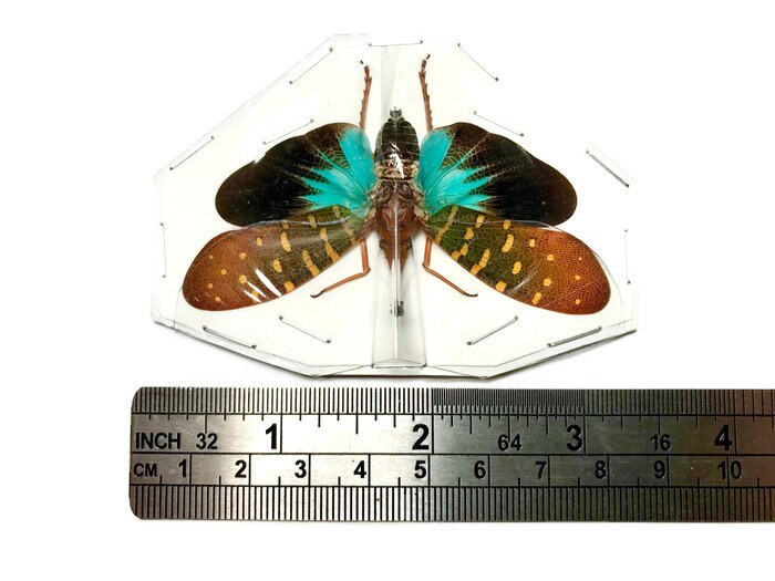Lanternfly Lanternbug Pyrops synavei Spread Real Insect Taxidermy