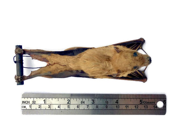 Forest Short-Nosed Fruit Bat Cynopterus minutus Hanging Back Real Preserved Taxidermy Specimen