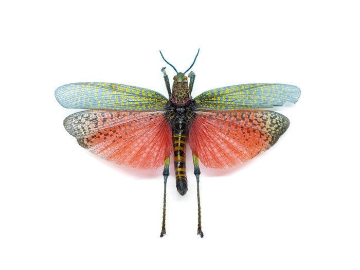 Rainbow Milkweed Locust or Grasshopper Phymateus saxosus Spread Male Real Insect Taxidermy