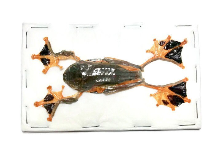 Green Flying or Reinwardt's Tree Frog Rhacophorus reinwardtii Spread Male Real Preserved Taxidermy Specimen * A- Condition *
