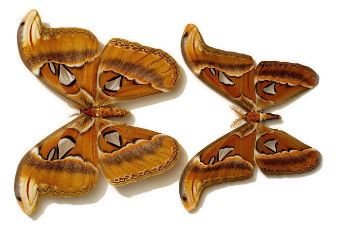 Atlas Moth Attacus atlas Male or Female Spread Real Insect Taxidermy