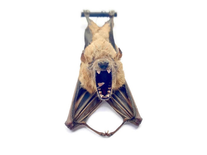 Forest Short-Nosed Fruit Bat Cynopterus minutus Hanging Back Real Preserved Taxidermy Specimen